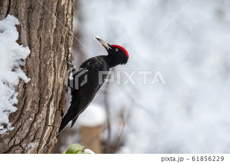 冬のクマゲラ 61856229