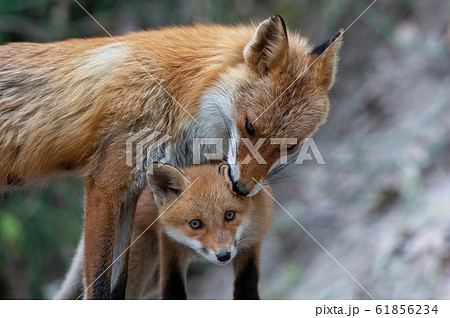 キタキツネの親子の写真素材 [61856234] - PIXTA
