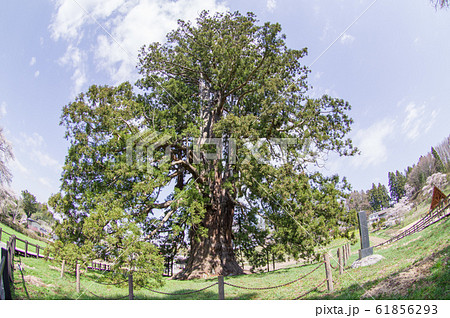 杉沢の大杉 天然記念物 福島県 杉沢の大杉 天然記念物 福島県 61856293