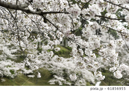 さくら さくら 61856955