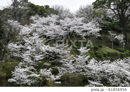 さくら さくら 61856956