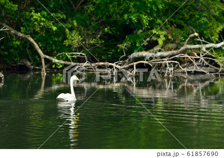 昭和の森の白鳥 61857690