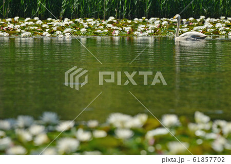 昭和の森の白鳥 61857702