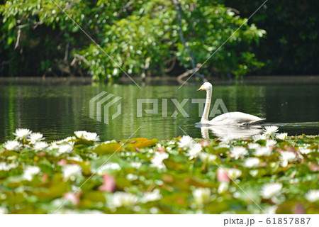 昭和の森の白鳥 61857887