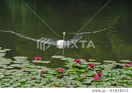 昭和の森の白鳥 61858015