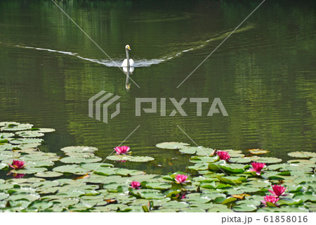 昭和の森の白鳥 61858016