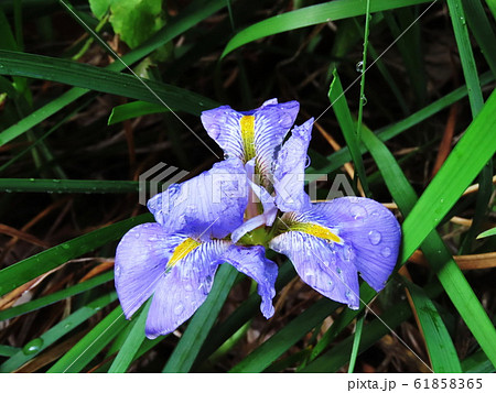 カンザキアヤメ  Iris unguicularis Poir. 61858365