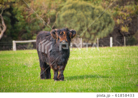 A little Highland cows with a black coat in green grass field. A little Highland cows with a black coat in green grass field. 61858433