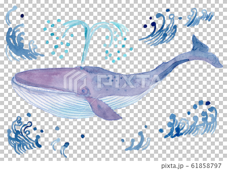 シロナガスクジラ 水彩 シロナガスクジラ 水彩 61858797