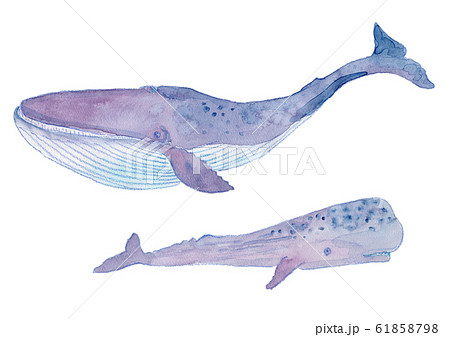 Whale Watercolor Stock Illustration