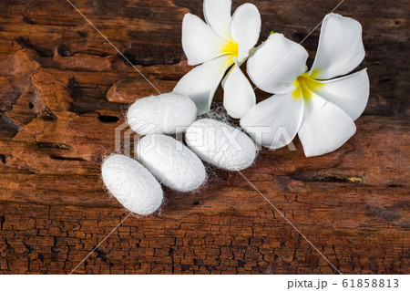 white silk cocoon white silk cocoon 61858813
