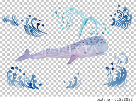 マッコウクジラ　水彩 61858888