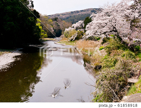 高麗川と桜 61858918