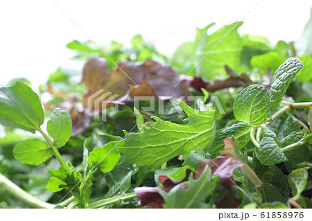 ハーブ系の緑の野菜の集合のイメージ写真の写真素材