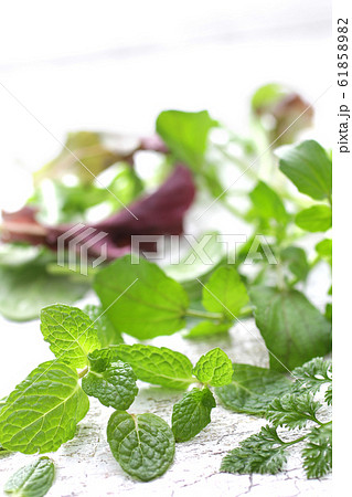 ハーブ系の緑の野菜の集合のイメージ写真の写真素材 6185