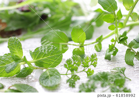 ハーブ系の緑の野菜の集合のイメージ写真の写真素材