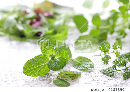 ハーブ系の緑の野菜の集合のイメージ写真の写真素材