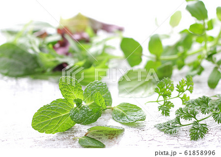 ハーブ系の緑の野菜の集合のイメージ写真の写真素材