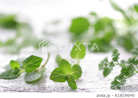 ハーブ系の緑の野菜の集合のイメージ写真の写真素材