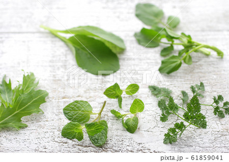 ハーブ系の緑の野菜の集合のイメージ写真の写真素材