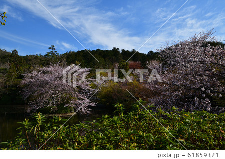 龍安寺の桜 61859321