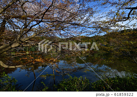 龍安寺の桜 龍安寺の桜 61859322