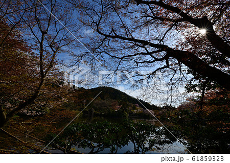 龍安寺の桜 61859323