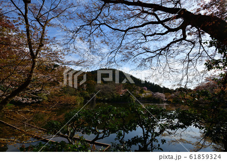 龍安寺の桜 龍安寺の桜 61859324