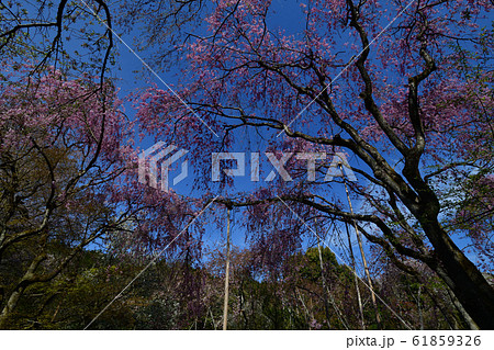 龍安寺の桜 龍安寺の桜 61859326
