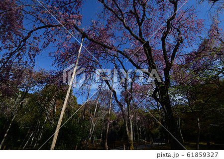 龍安寺の桜 龍安寺の桜 61859327