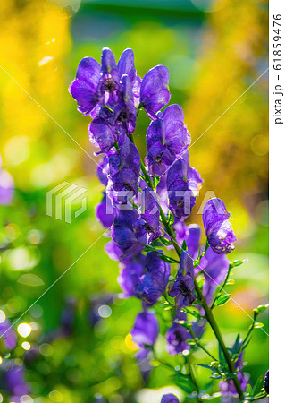 Flowers of an Akonite (Aconitum variegatum) after 61859476