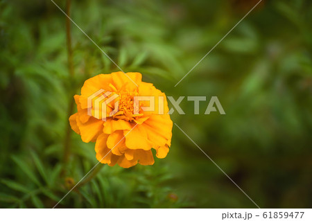 Flowering marigolds close-up Flowering marigolds close-up 61859477