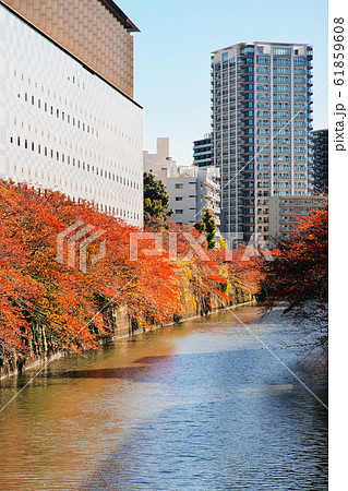 紅葉の目黒川 太鼓橋から望む 紅葉の目黒川 太鼓橋から望む 61859608
