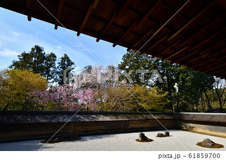 龍安寺の桜 龍安寺の桜 61859700