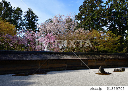 龍安寺の桜 61859705