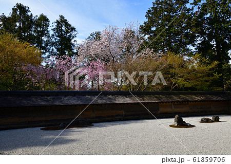 龍安寺の桜 龍安寺の桜 61859706