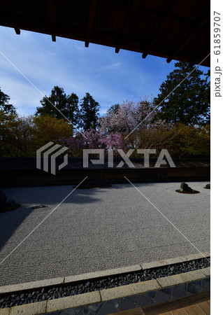 龍安寺の桜 龍安寺の桜 61859707