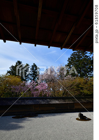 龍安寺の桜 龍安寺の桜 61859708