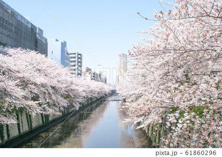 東京都　サクラの名所　目黒川の春　中里橋から 61860296
