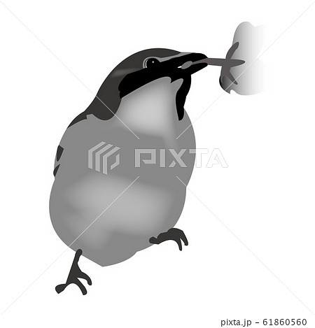 野鳥 ニュウナイスズメ のイラスト素材