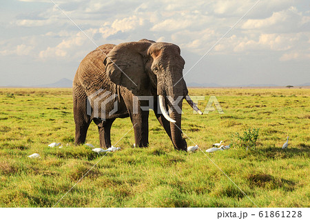 African bush elephant (Loxodonta africana) walking 61861228