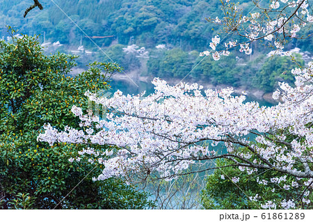 桜 美しく咲く桜満開　Cherry Blossoms 61861289