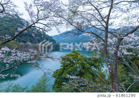 桜 美しく咲く桜満開 Cherry Blossoms 桜 美しく咲く桜満開 Cherry Blossoms 61861290
