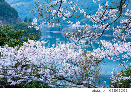 桜 美しく咲く桜満開　Cherry Blossoms 61861291