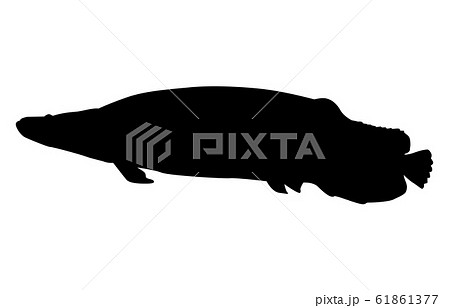動物シルエット海・川ピラルクー2 61861377