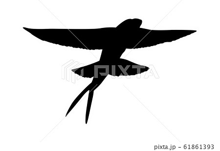 動物シルエット海・川トビウオ3 61861393