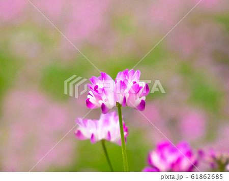 レンゲ草 61862685