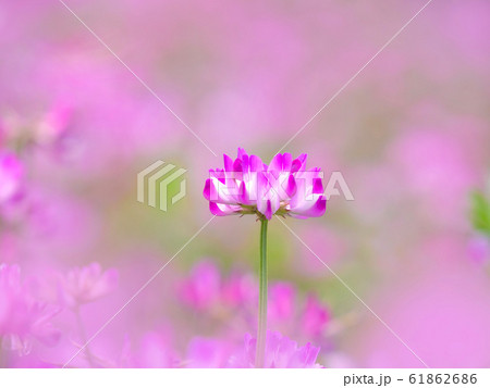 レンゲ草 61862686