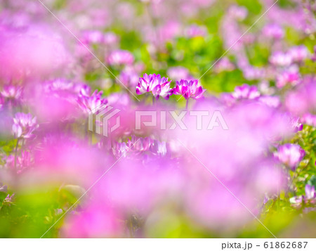 レンゲ畑 61862687