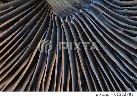 Cortinarius hercynicus 61862795